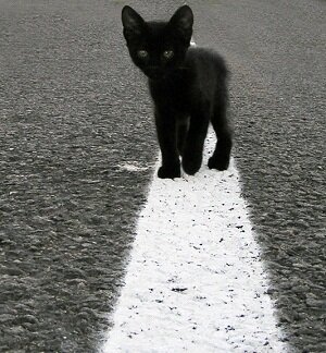 Чёрный кот на дороге